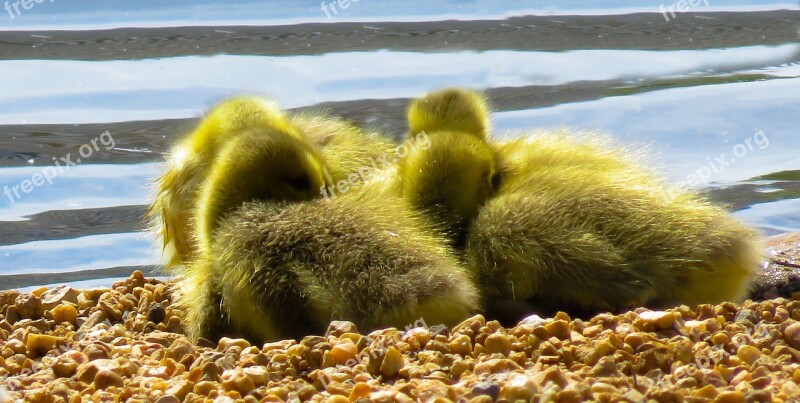 Animals Chicks Goose Water Bird Water