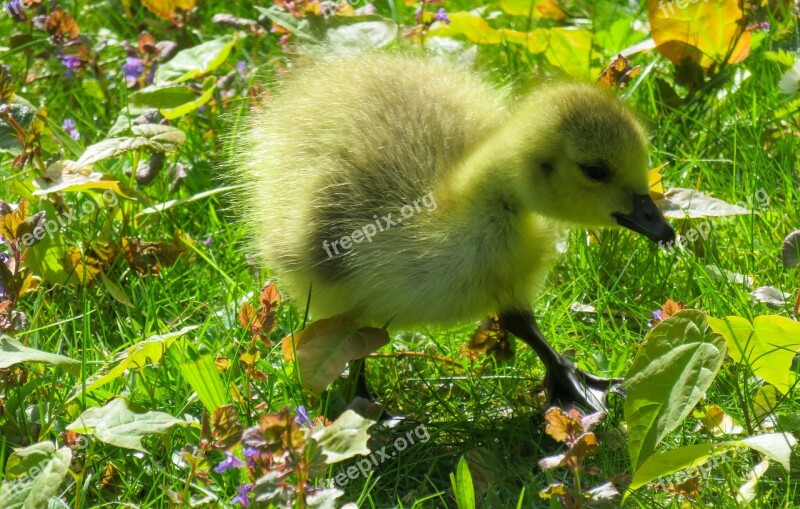 Animals Chicks Goose Young Goose Goslings