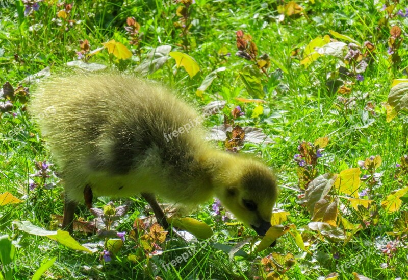 Animals Chicks Goose Young Goose Goslings