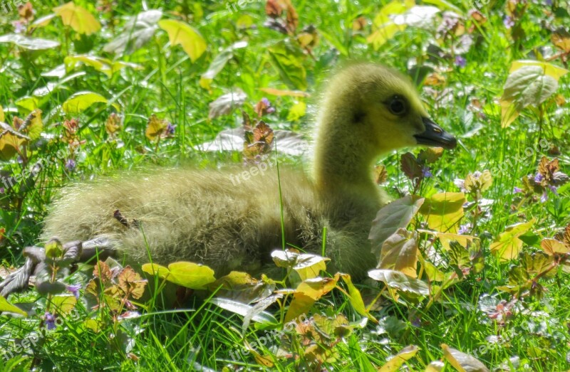 Animals Chicks Goose Young Goose Goslings