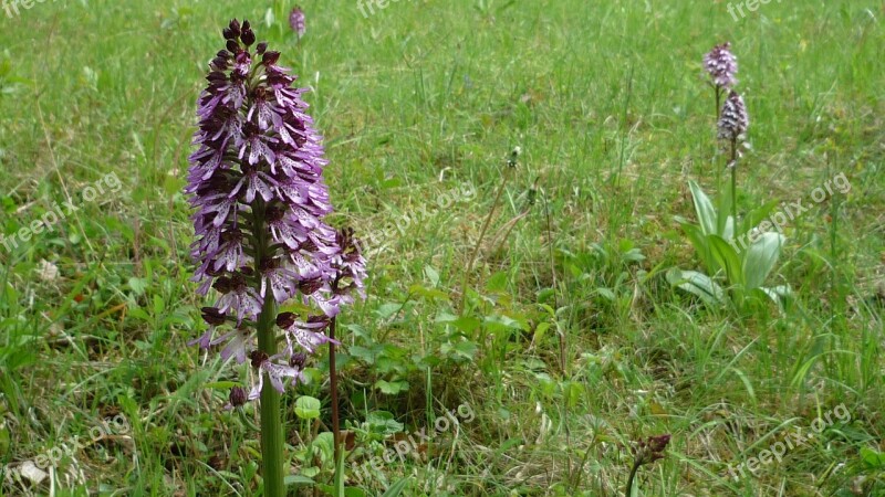 Purple Orchid German Orchid Meadow Mountainside Protected