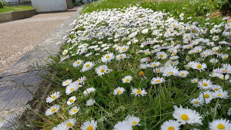 Daisies Border Spring Free Photos