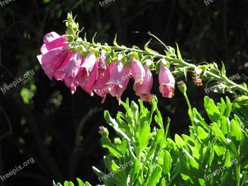 Pink Flowers Nature Floral Plant