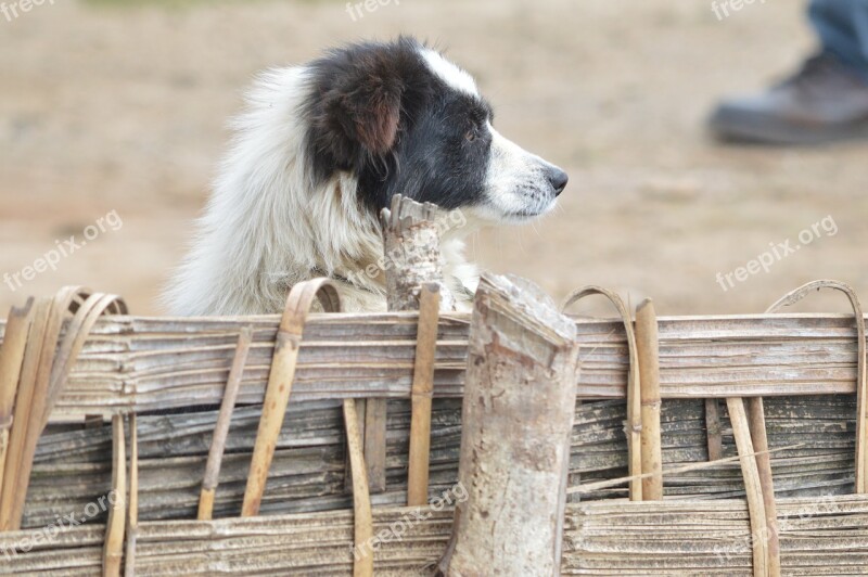 Lonely Dog Mountain Dog Sad Dog Free Photos