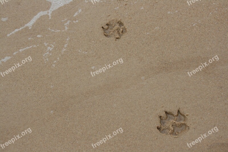 Paws Sand Dog Paw Animal