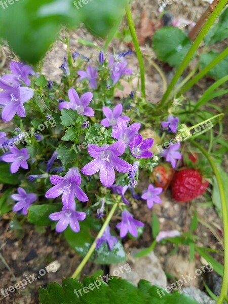 Violet Wild Flower Wildflower Perimeter Road Free Photos