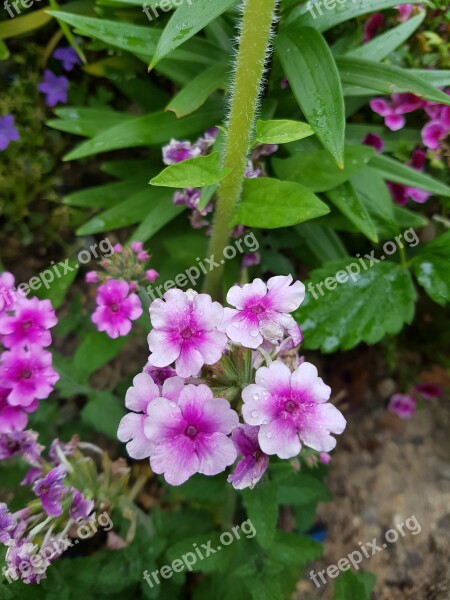 Flowers Roadside Around Free Photos