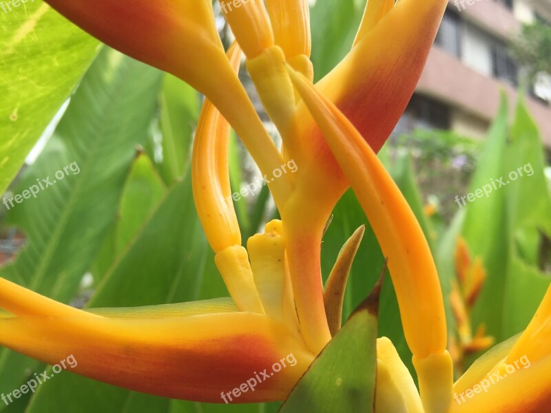 Heliconia Flower Garden Orange Plant