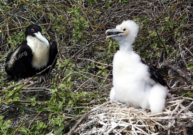 Frigate Bird Chick Wildlife Galápagos Frigatebird