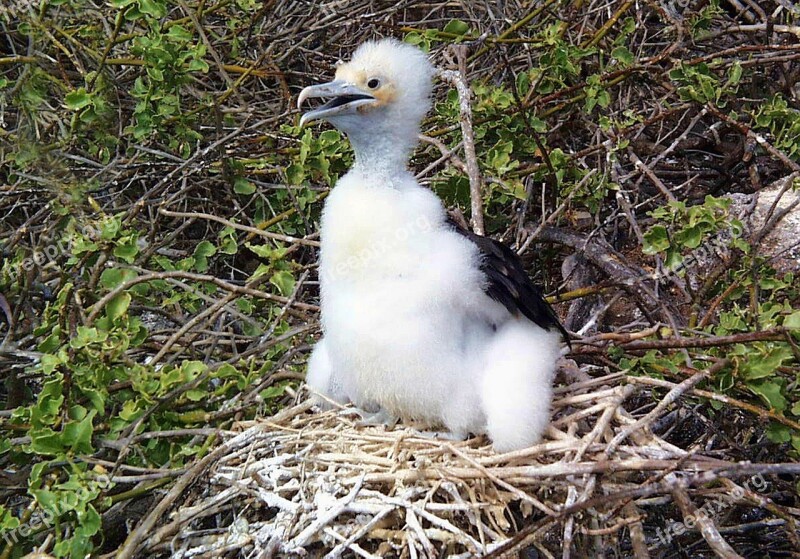 Frigate Bird Chick Wildlife Galápagos Frigatebird