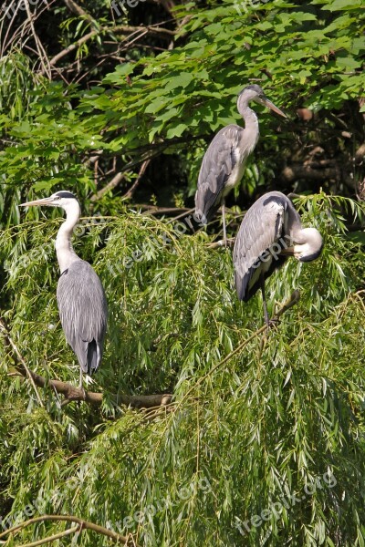 Grey Heron Tree Birds Heron Aesthetic