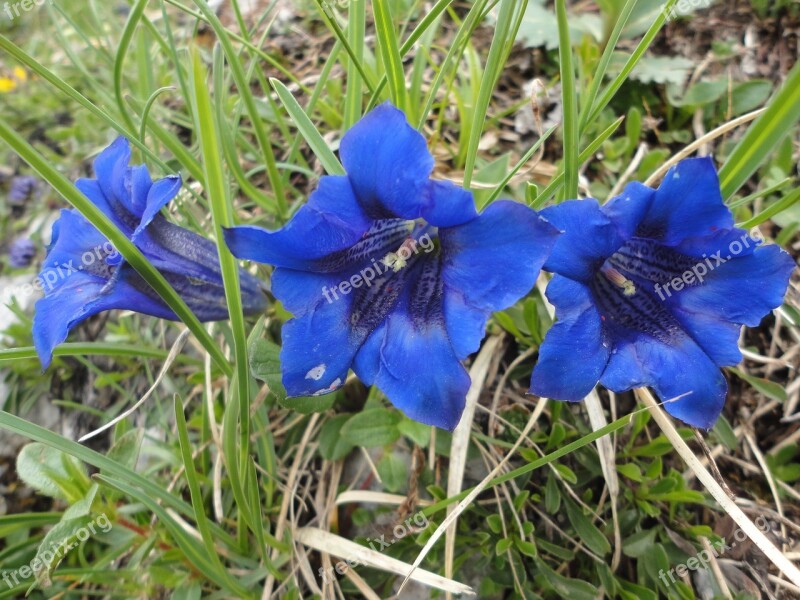 Gentian Nature Blue Mountain Flowers Close Up