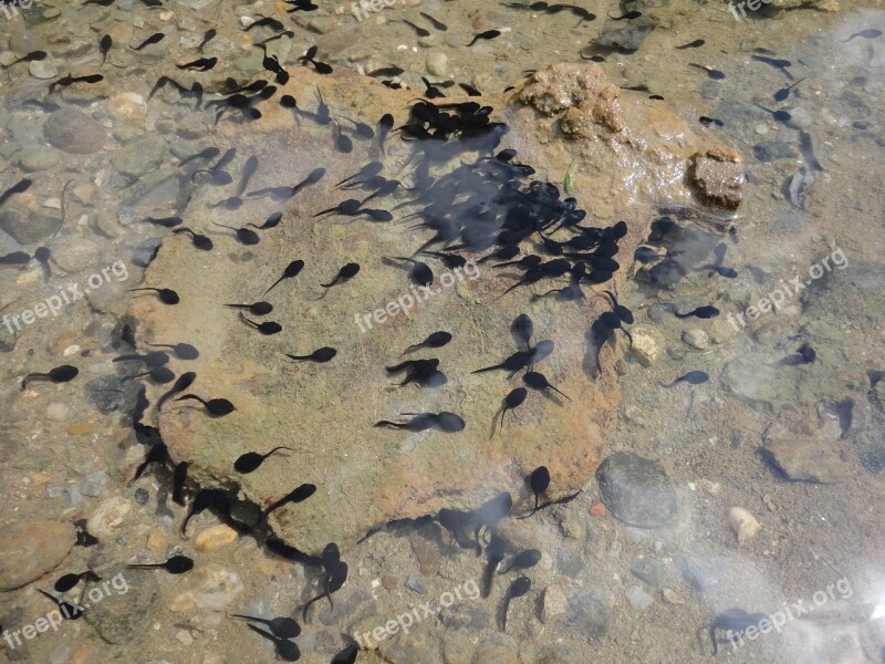 Tadpoles Frog Water Animal Nature