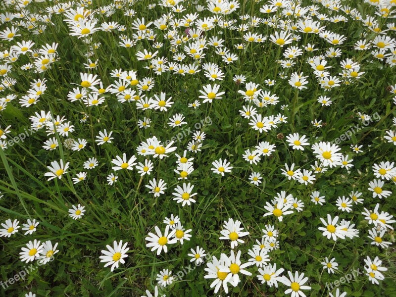 Daisies White Flower Wild Flower Nature Close Up