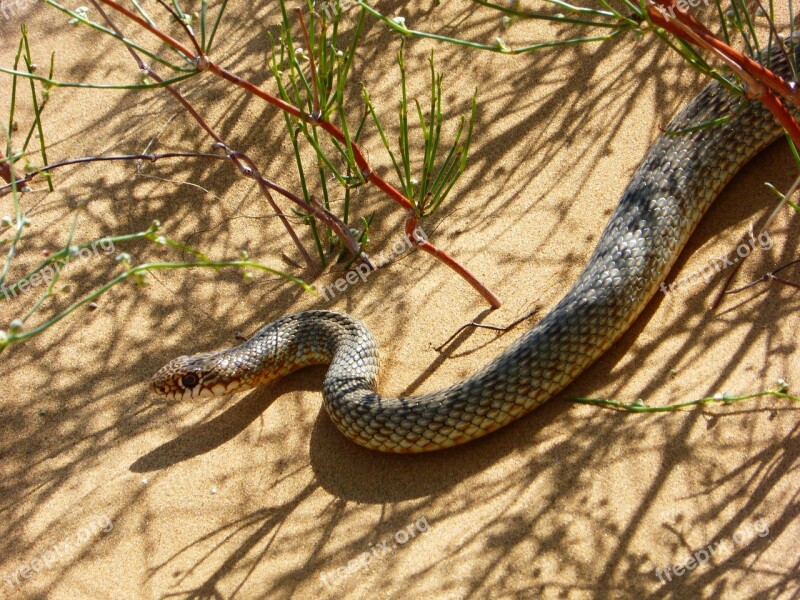 Steppe Snake Sand Nature Closeup