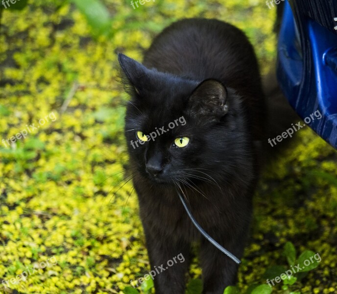 Cat Summer Handsomely Green Animals