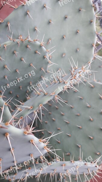 Sting Cactus Public Record Macro Botanical