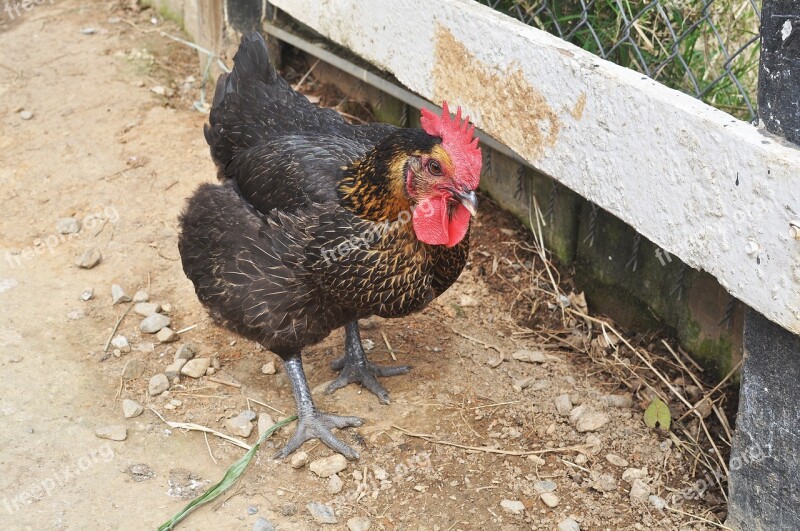 Cock Black Chicken Animal Free Photos