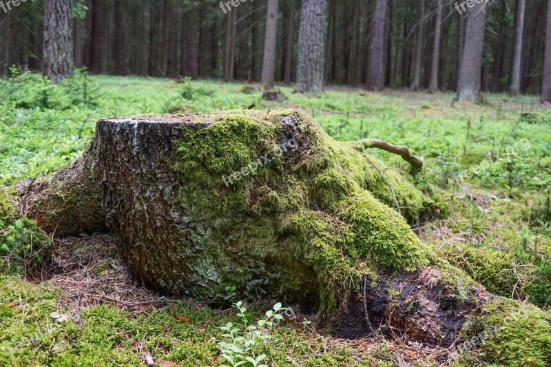 Stump Forest Moss Wood Nature