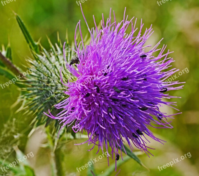 Thistle Flower Small Beetle Insect Thistle Wild Plant