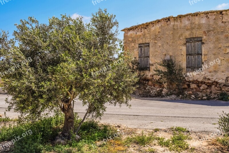 Olive Tree Old House Abandoned Aged Weathered