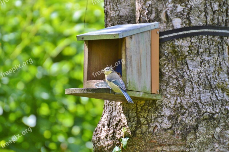 Tit Blue Tit Bird Foraging Animal