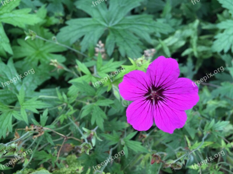 Flower Petal Garden Single Blossom