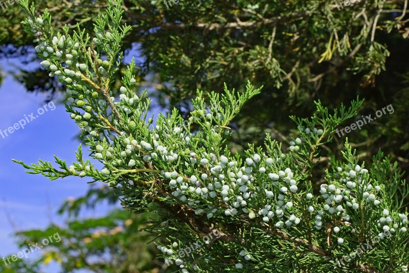 Cedar Berries Evergreen Berries Tree Plant