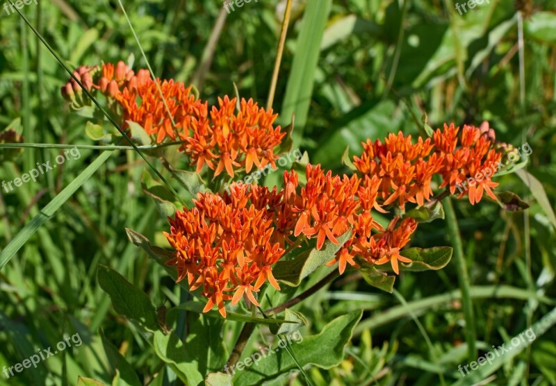 Butterfly Weed Wildflower Flower Blossom Bloom