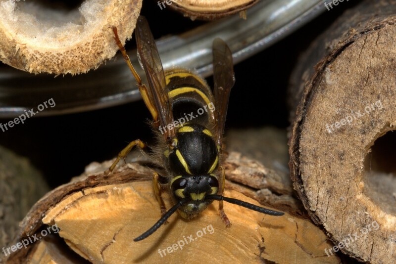 Wasp Insect House Vespinae Insect Yellow Black