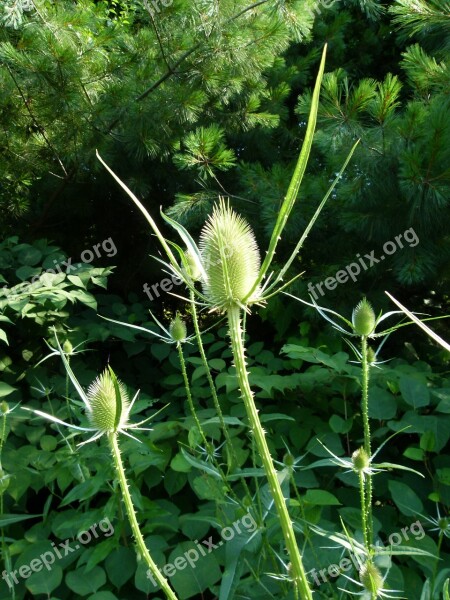 Teasel Teazel Teazle Plant Thistle