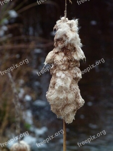 Cattail Cattails Cat Tails Plant Marsh