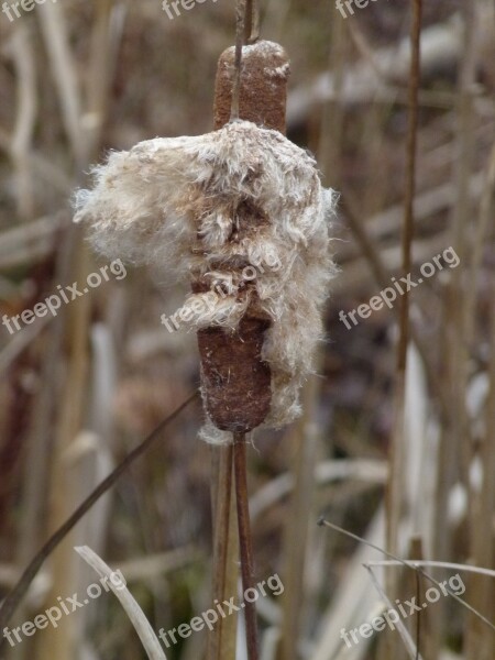 Cattail Cattails Cat Tails Plant Marsh