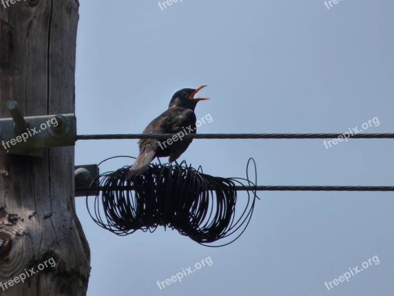 Blackbird Merla Cables Wiring Telephone Line