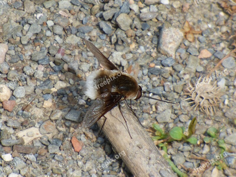 Bombus Drone Bumblebee Calopteryx Haemorrhoidalis Free Photos