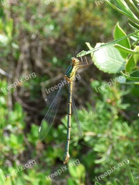 Dragonfly Damselfly Green Dragonfly Flying Insect Branch