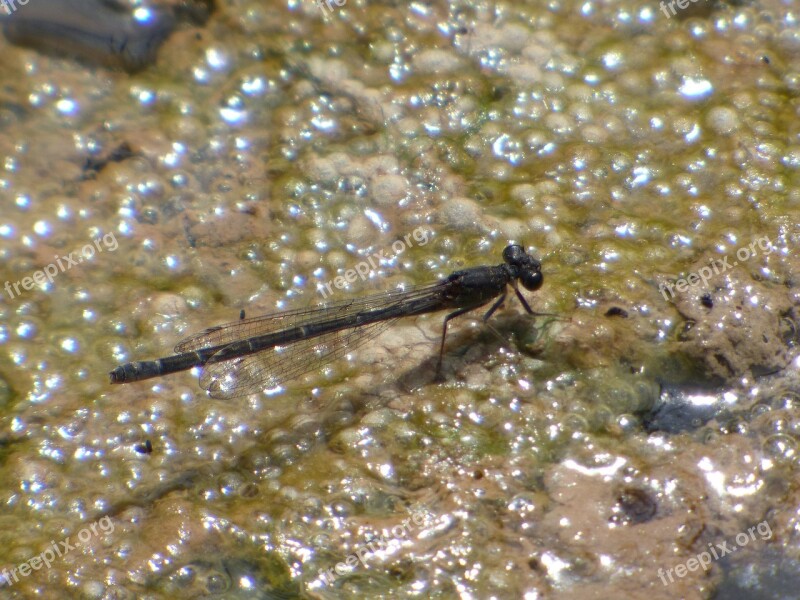 Dragonfly Damselfly Black Dragonfly Wetland Algae