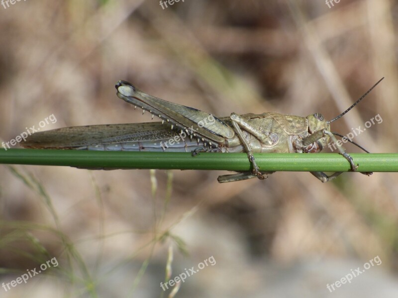 Lobster Grasshopper Branch Hide Subject