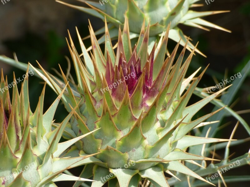 Artichoke Skewers Stinging Danger Flower