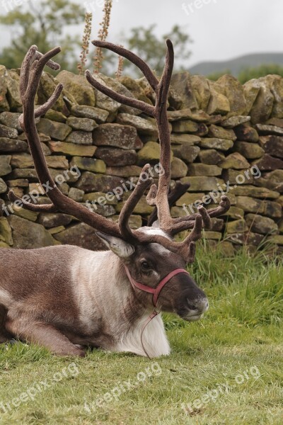 Reindeer Antlers Herd Deer Nature