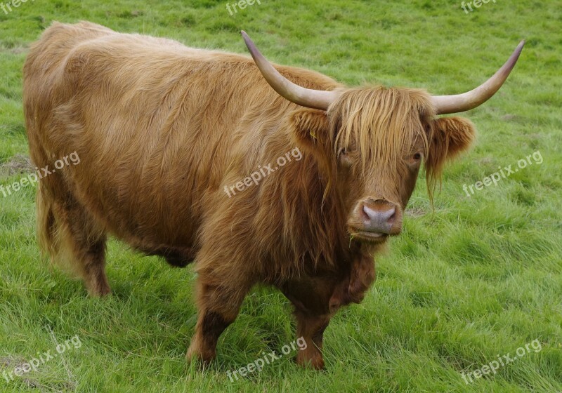 Cow Long Horn Farming Mountains Free Photos