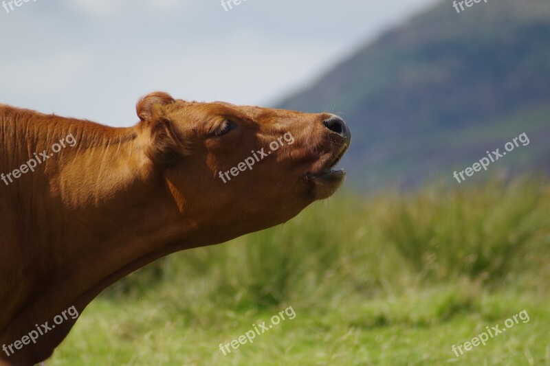 Cow Noise Farming Mooing Calling