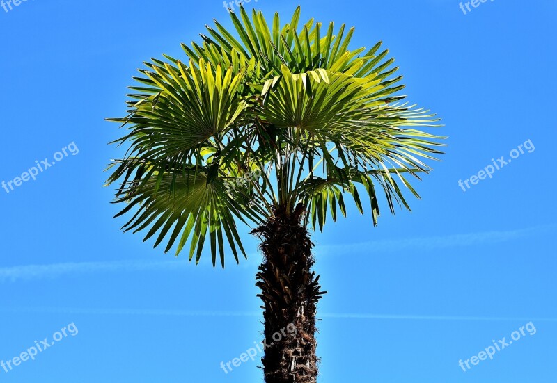 Palm Summer Holidays Summer Feeling Vacations