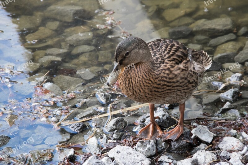 Duck Bird Water Bird Duck Bird Feathers Pond