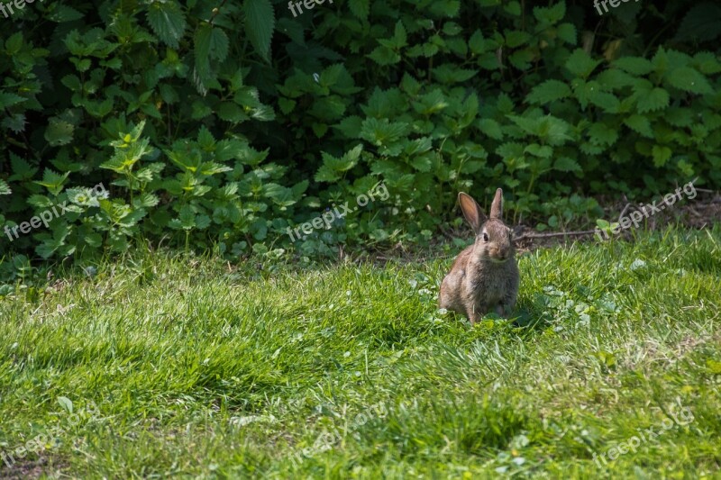 Hare Rabbit Meadow Nature Casting