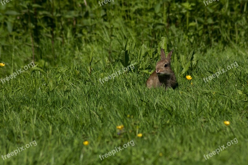 Hare Rabbit Meadow Nature Casting