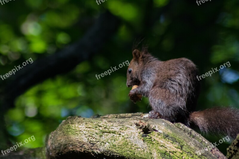 Squirrel Tree Nager Casting Swannery