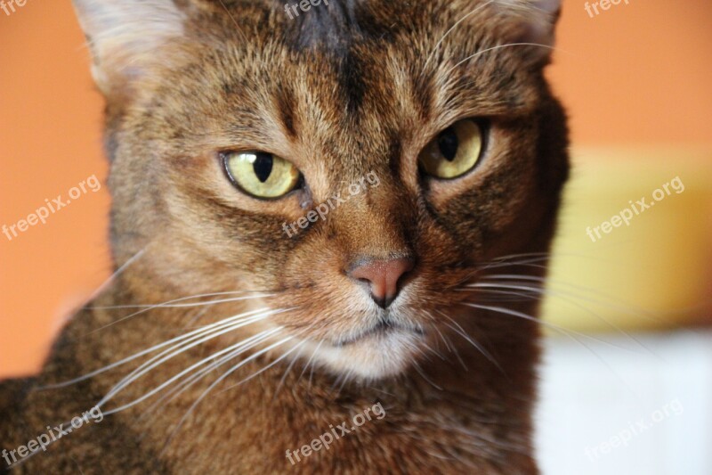 Cat Breed Cat Abyssinian Close Up Fur