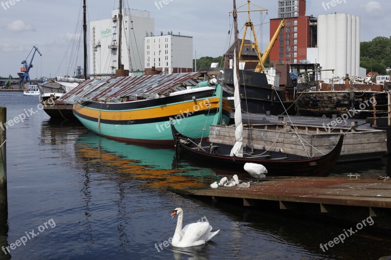 Flensburg Port Swan Family Swan Young