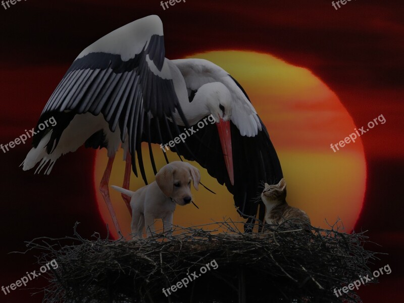 Animals Nature Stork Dog Cat